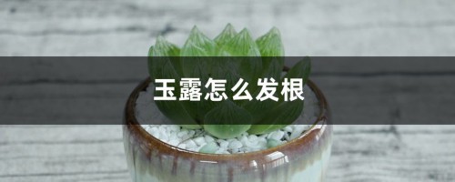 玉露怎么发根