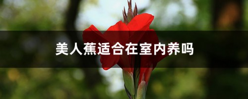 美人蕉适合在室内养吗