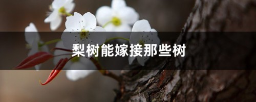 梨树可以嫁接什么树，苹果和桃树可以吗