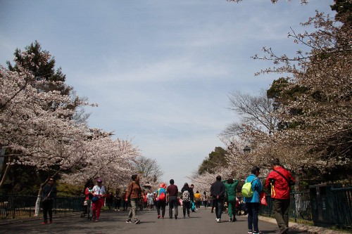 樱花